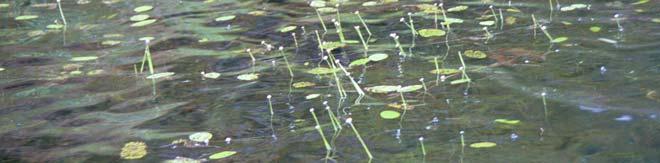 gornji iznad površine vode (Carex, Scirpus, Phragmites, Typha) Međutim,