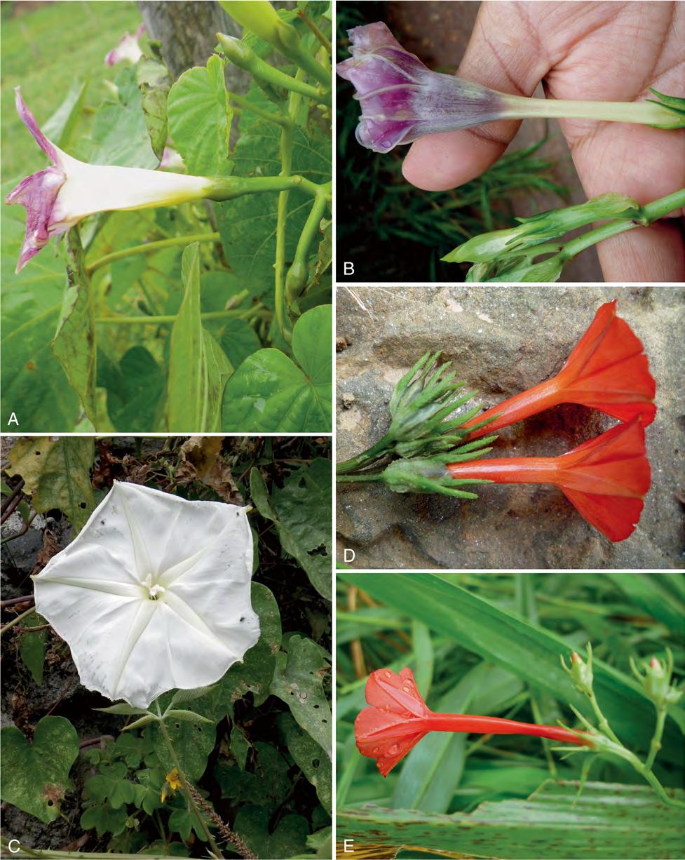 31 Page 106 of 124 KEW BULLETIN (2015) 70:31 Fig. 32. A Ipomoea parasitica; B I. muricata; C I. alba (limb); D I. rubriflora; E I. hederifolia. PHOTOS: A, C JOHN WOOD; B, D E BETH WILLIAMS.