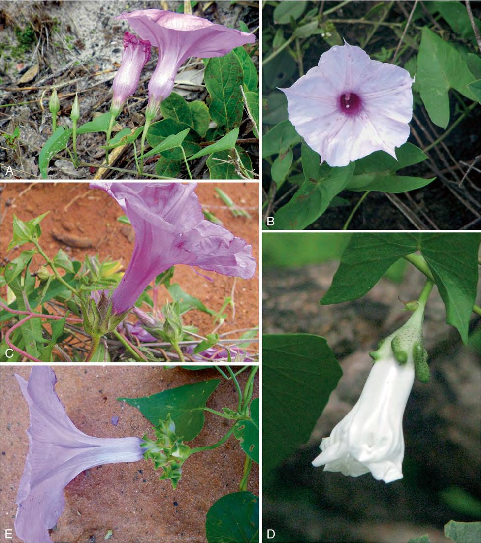 KEW BULLETIN (2015) 70:31 Page 31 of 124 31 flowers (rarely in 2 3-flowered cymes); peduncles 0.5 4.5; bracteoles minute, c.