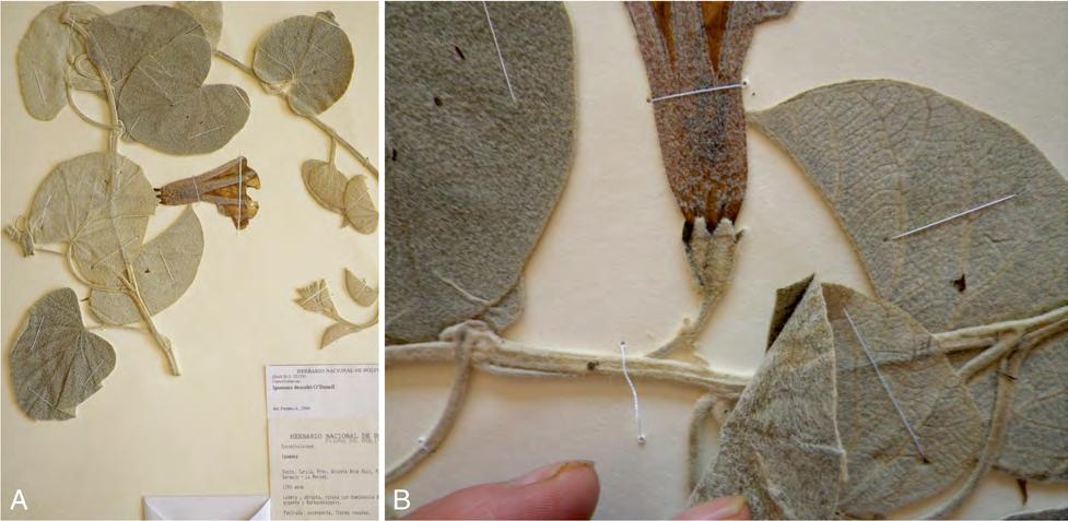KEW BULLETIN (2015) 70:31 Page 63 of 124 31 Fig. 17. Ipomoea gypsophila herbarium specimen (Beck et al. 22139) A habit; B close up showing characteristic indumentum and sepals.