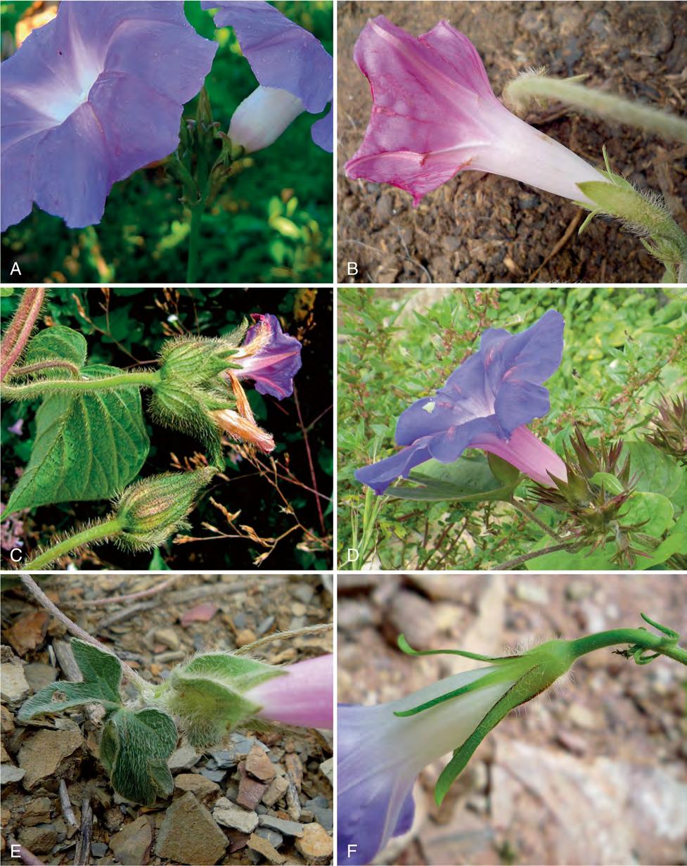 31 Page 98 of 124 KEW BULLETIN (2015) 70:31 Fig. 31. A Ipomoea magnifolia; B I. purpurea (pink-flowered form); C I.