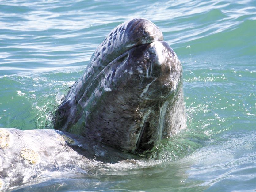 The 2010 Biodiversity Target A Grey Whale calf in the El Vizcaino Whale Sanctuary (Mexico). Leon Z.