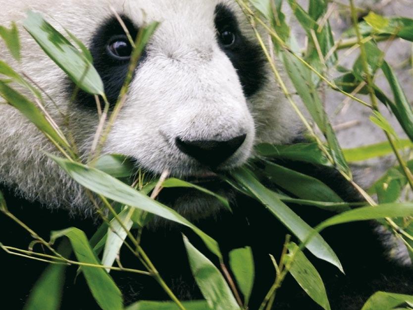 The Sichuan Giant Panda Sanctuaries (China) protect not only the famous pandas, but also between 5,000 and 6,000 species of flora.