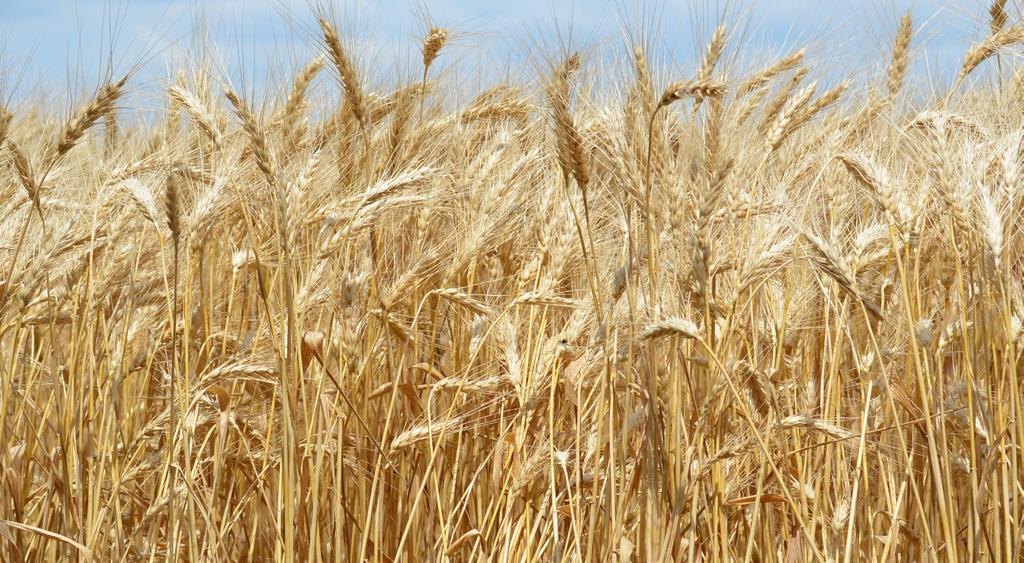 Appendix 9 Wheat Exports to World by SLC Member States  THE
