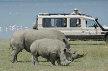 3 12 Aug 2014 Masai Mara Game Reserve You will be collected from your lodge before sunrise and driven to the launch point for your hot-air balloon safari over the Mara plains.