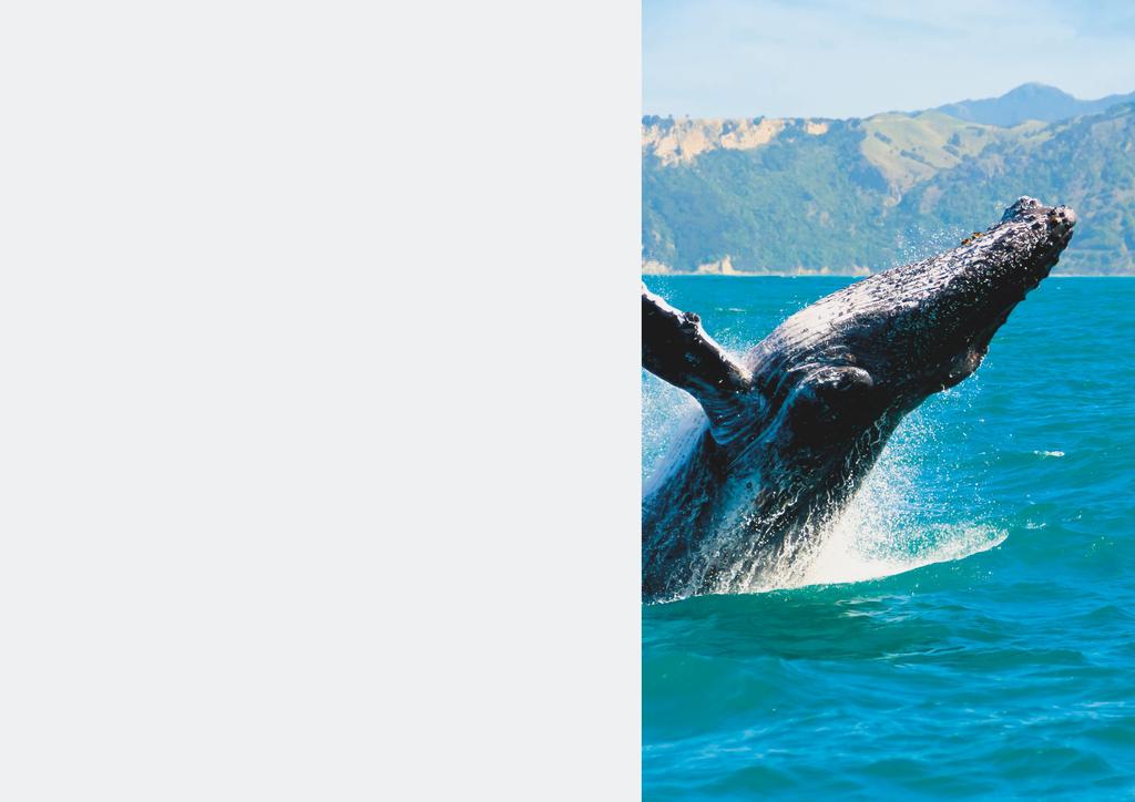 MARINE MAMMAL ECO-SAFARI Auckland Whale & Dolphin Safari 4.