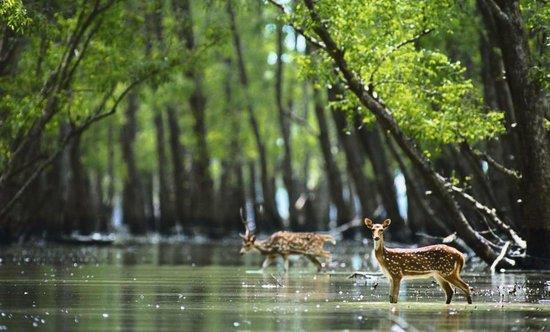 Spotted deer, Sundarbans Durrell Wildlife Expedition Andamans,