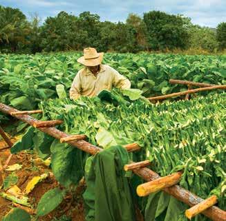 Edless fields of gree tobacco ad fertile red soil i Viñales yield leaves that become Cuba s world famous cigars; available from Havaa CATEGORIES AND FARES SUITES CONCIERGE STATEROOMS FULL BROCHURE