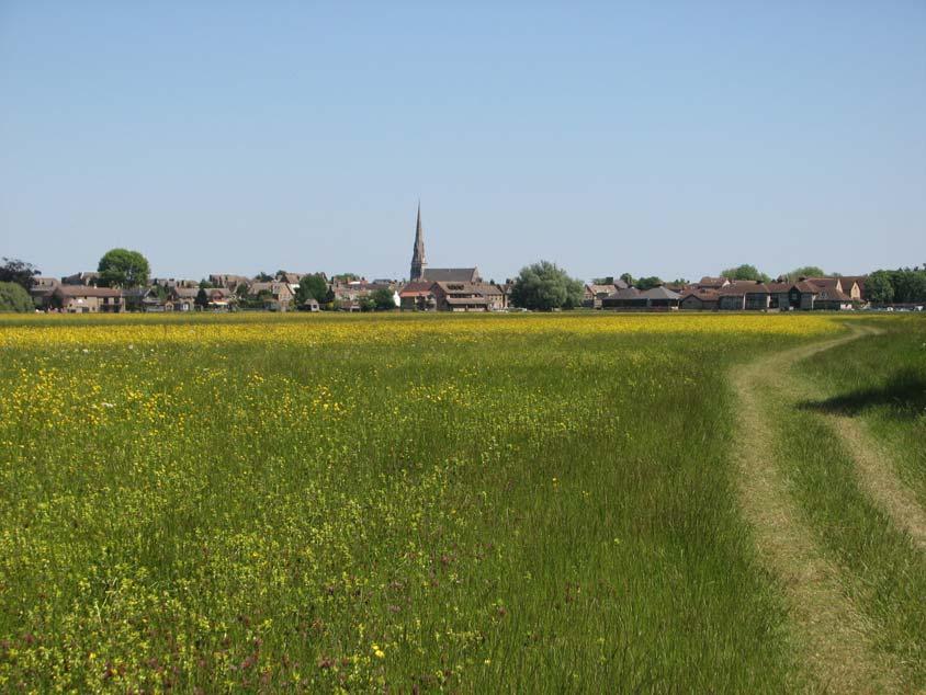 Hemingford Grey Meadow in flower, looking towards St Ives.