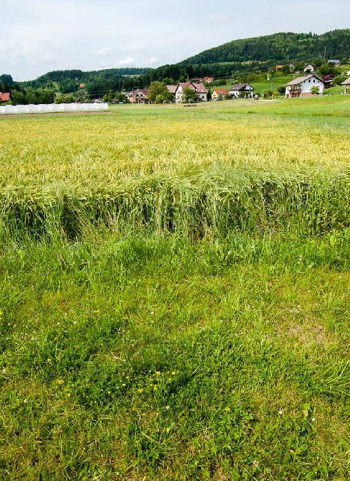 3.3.3 Primernost tal za poselitev V Sloveniji je večina poselitve skoncentrirane v nižinah, na kmetijsko najbolj kakovostnih tleh.
