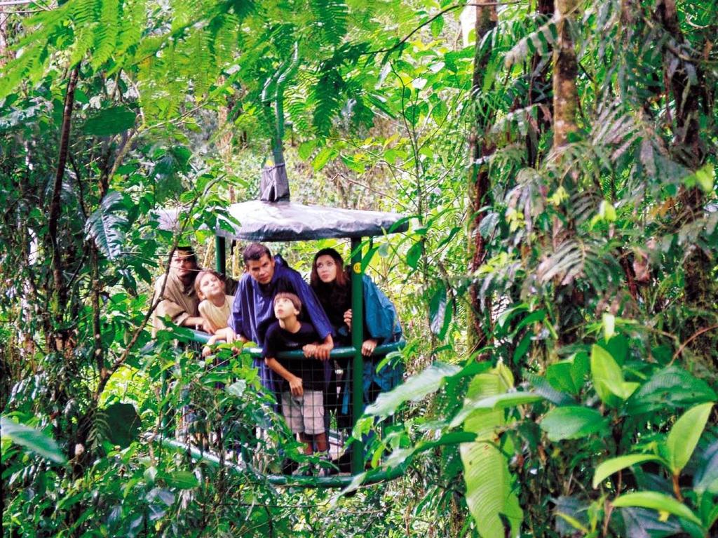 Rainforest Aerial Tram Description: If walking through a rainforest is exciting, then imagine the experience of travelling on top of it.