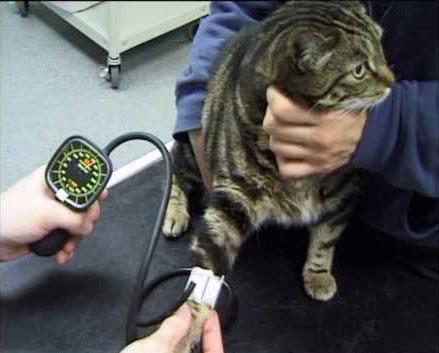 KRVNI TLAK je sila kojom krv djeluje na jedinicu površine žilne stijenke Indikacije za mjerenje krvnog tlaka kod životinja: Starije životinje, osobito mačke -