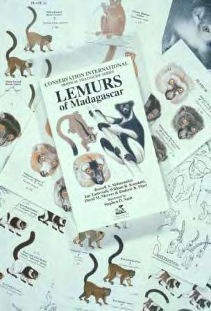 Field Guide to the Lemurs of