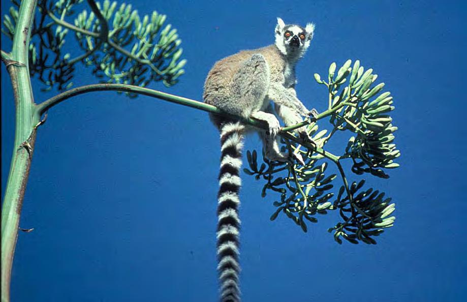 Madagascar: The World s