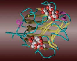 Biopolimeri (proteini, peptidi, DNK, RNK, škrob) su posebna skupina meke tvari koja je u zadnje vrijeme postala posebno interesantna fizičarima.