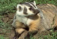 Identification of Potential Wildlife Corridors Utilized by the North American Badger (Taxidea taxus) in the San