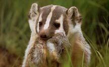 Badgers (Taxidea taxus) and Effects of Fragmentation Highly sensitive to fragmentation - with a lower probability of occurrence in small,