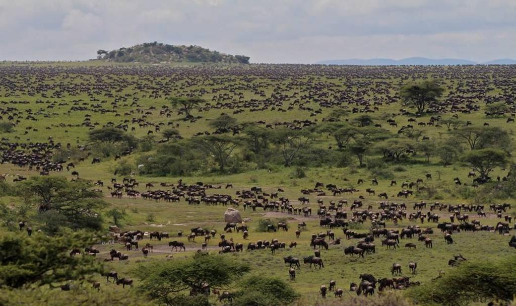 SIGNATURE TANZANIA PRIVATE SAFARI PREVIOUS Four full days will be spent exploring the Southern-most limits of the Serengeti National park in the heart of the Serengeti-Ngorongoro ecosystems seeking