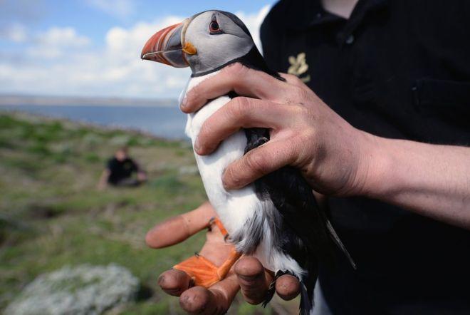 Puffin Crossing Puffins are the new and improved way of doing things. They are intelligent and have sensors that look at the crossing to detect if there is a pedestrian on it.