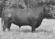 Claymont of Wye UMF 10834 is an outstanding Leonid of Wye son out of an Alap of Wye UMF 8329 daughter, who was the top selling bull in our 2017 sale.