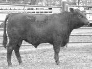 An Alap of Wye UMF 8329 son, Aldis is a light birth weight bull out of a fi rst calf heifer.