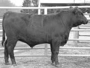 Sired by Baradine of Wye UMF 10508, Chit is a moderate framed bull with excellent thickness.