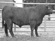 9 pounds, Blandon of Wye UMF 11033 is a Lodi of Wye UMF 10318 son out of our Lodge of Wye daughter, 10254. Wye will retain 1/3 semen interest.