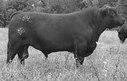 ET Pregnancies Bull Pregnancy Due Sept 2018 9 Recip: 10070 Faxton X 7632 (MGS Bear) Bull Pregnancy Due Sept 2018 10 Recip: 10874 Leonid X 10177 (MGS Bangle) Corbin of Wye 4613484 Lonestar of Wye