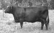 Clova of Wye UMF 8996 was a good producing Carter of Wye UMF 8138 daughter that traces back to another excellent Leonid daughter, 6767.