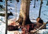V zadnjih dveh letih smo tako spremljali več kot dvajset ostankov plena volkov in ugotovili, da so se poleg volkov z njimi prehranjevale številne vrste: rjavi medved, lisica, kuna belica, divji