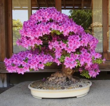 A TOUCH OF JAPAN FAMILY FUN DAY 20TH BIRTHDAY CELEBRATIONS BONSAI SOCIETY OF