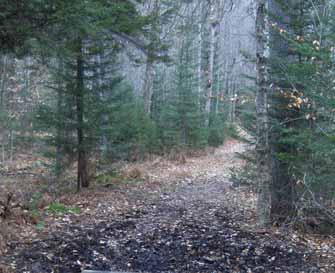 From the trail register, turn left along the trail. The trail crosses a clearing and proceeds through woods. At 0.
