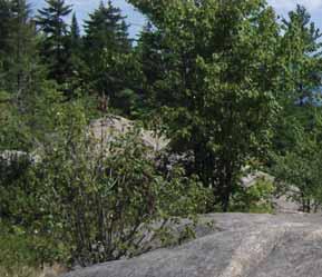 1 Rondaxe Mountain (Bald Mountain) (Old Forge) (Moderate/Diffi cult) ACCESS: The parking area