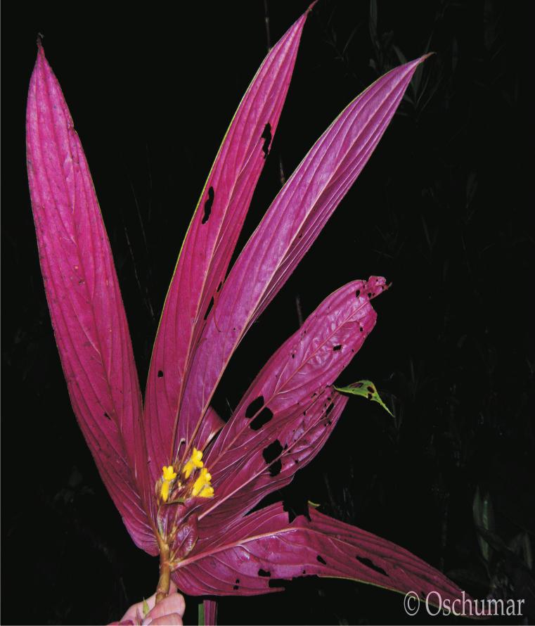Columnea rangelii (Gesneriaceae) a new species from Serranía de Los Paraguas A B