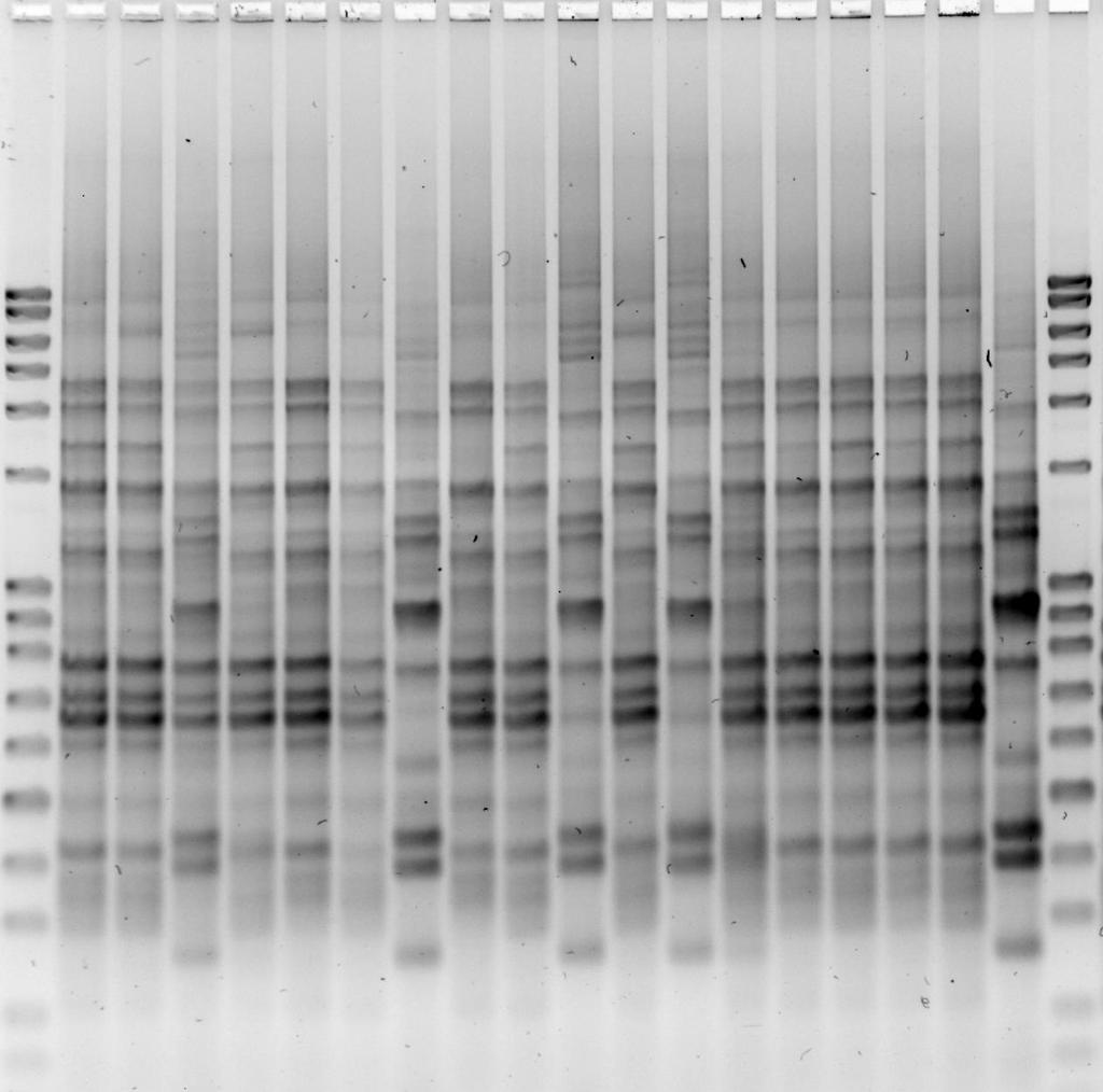 45 Praćenje preživljavanja inokuliranih starter sojeva rep-pcr metodom Pomoću GTG5 početnice rep-pcr metodom amplificirana je DNA izolata prikupljenih sa LamVab selektivne podloge tijekom različitih