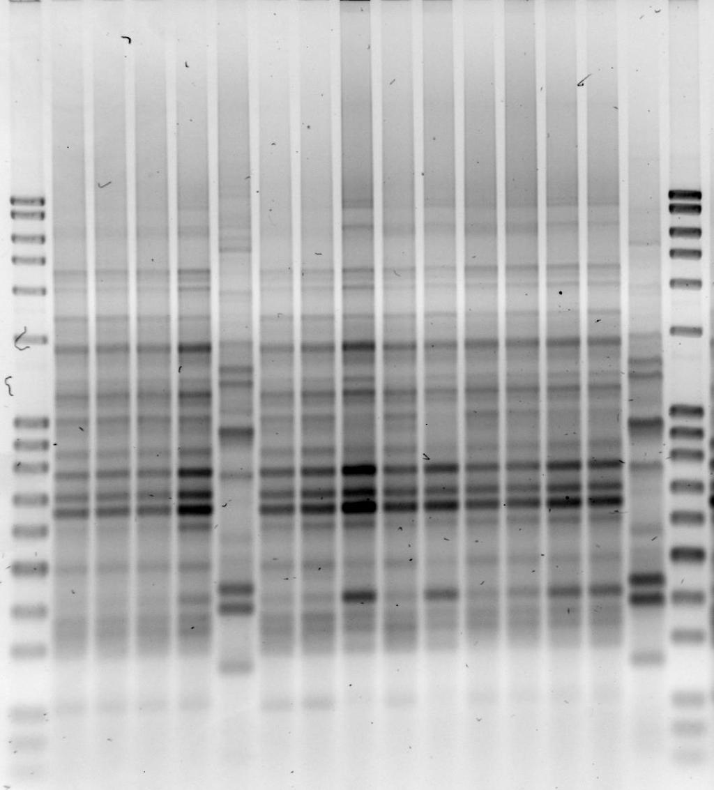 M A1 A2 A3 B1 B2 B3 B4 C1 C2 C3 C4 C5 7d13 296 532 M Slika 5 Rep-PCR produkti nakon 7 dana proizvodnje dobiveni amplifikacijom DNA izolata prikupljenih iz uzoraka kobasice inokulirane sa 2 soja Lb