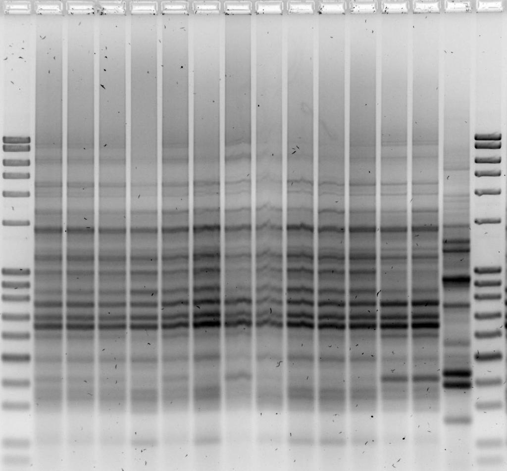 M A1 A2 A3 A4 A5 B1 C1 C2 C3 C4 C5 7d13 296 532 M Slika 6 Rep-PCR produkti nakon 40 dana proizvodnje dobiveni amplifikacijom DNA izolata prikupljenih iz uzoraka kobasice inokulirane sa 2 soja Lb