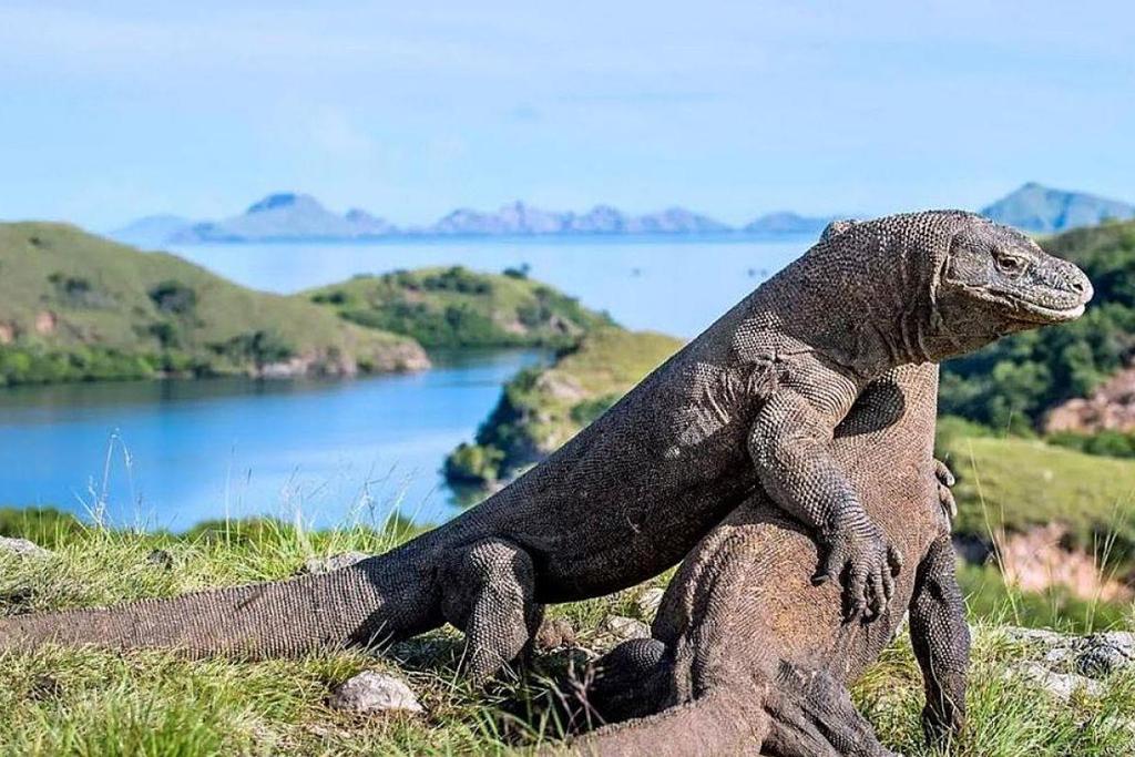 PHOTO: MINISTRY OF TOURISM, REPUBLIC OF INDONESIA Komodo National Park at Labuan Bajo is a