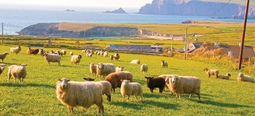 Day 7: Tuesday, May 30, 2017 Killarney - Limerick Today, experience the customs and daily life of a traditional Irish family during a memorable farm visit.