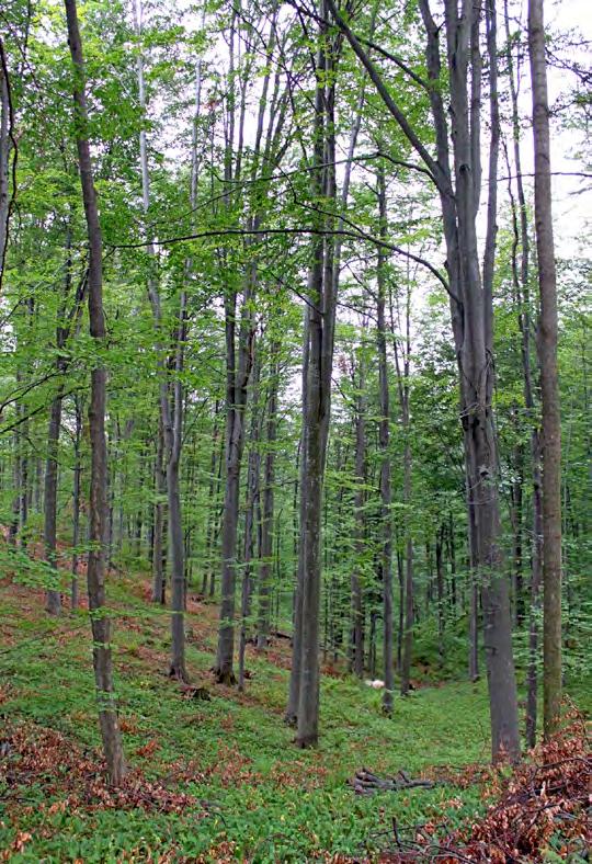 Šuma bukve na području Kladnja Bruno Marić 5. POSTUPAK IZDVAJANJA ŠUMA VISOKE ZAŠTITNE VRIJEDNOSTI U BIH Šest kategorija šuma visoke zaštitne vrijednosti, prikazanih u poglavlju 3.