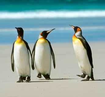 Antarctica, South Georgia & the Falklands An expedition to the Great White Continent 29 th November to 21 st December 2019 In today s highly accessible world there are few places that still hold the
