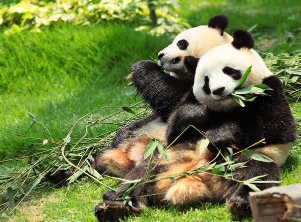 IN PURSUIT OF PANDAS TRIP OVERVIEW The giant panda population of China has grown in leaps and bounds due to sustained efforts to save this lovable creature.