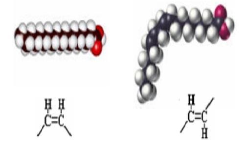 2.TEORIJSKI DIO vezom su mononezasićene masne kiseline, s dvije ili više dvostrukih veza zovu se polinezasićene masne kiseline.
