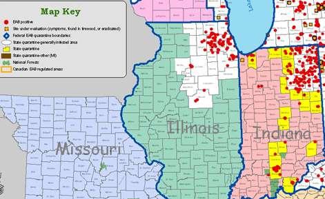 From the DNR web site: Information about FIRE WOOD Kentral Indiana Camping Klub IDNR is working in cooperation with other Midwestern states to stop the spread of emerald ash borer, an exotic insect