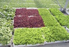 U toplijim dijelovima Hercegovine tijekom srpnja i kolovoza ozbiljniji proizvođači nastavljaju sjetvu i sadnju povrća kako bi zadovoljili potrebe tržišta.