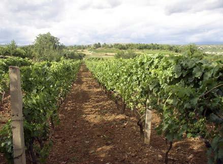 18 Folijarna prihrana vinove loze Vinova loza za normalan rast i razvoj zahtijeva biogene elemente odnosno minerale.