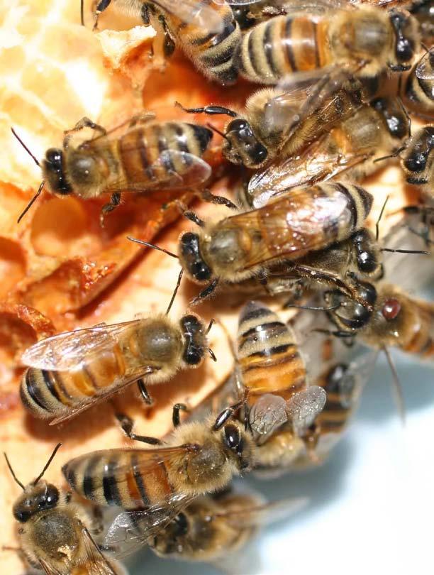 26 OCJENJIVANJE KAKVOĆE MEDA Mladen Karačić, dipl. ing. Pčele i med Med je prirodni proizvod kojeg medonosne pčele dobivaju preradom nektara i medljike u mednom mjehuru.