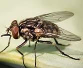 Osobito je prikladan za seoska gospodarstva koja tijekom ljetnih mjeseci imaju probleme s muhama, komarcima, osama i drugim kukcima.