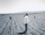 Migrant workers Before technology created farm machinery,