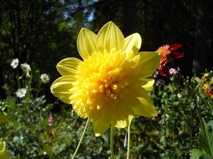 Our 2013 seedling challenge will, therefore, consist of seedlings grown from Kathy Iler s (Blossom Gulch Dahlias) wild and wonderful